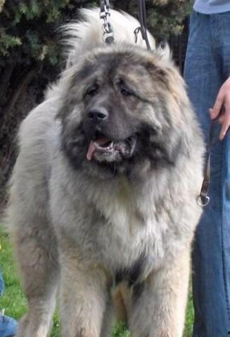 高加索犬视频,高加索犬的英勇瞬间