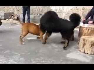 比特视频斗狗,激战正酣，热血沸腾的犬界对决