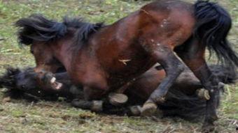 马配种的视频播放,一场视觉盛宴的精彩瞬间